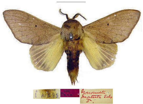 /filer/webapps/moths/media/images/M/matuta_Leptometa_AM_USNM.jpg