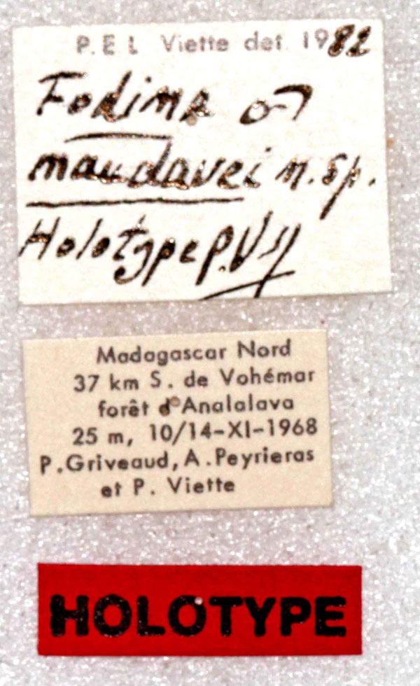 /filer/webapps/moths/media/images/M/maudavei_Fodina_HT_MNHNl.jpg