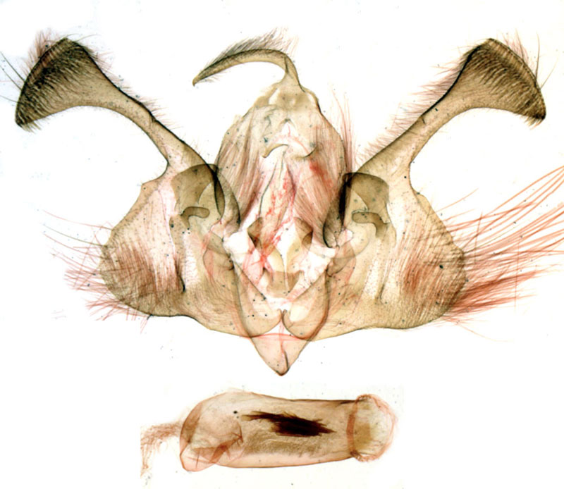 /filer/webapps/moths/media/images/M/mauensis_Tycomarptes_GMHT_MNHN_BL1226.jpg