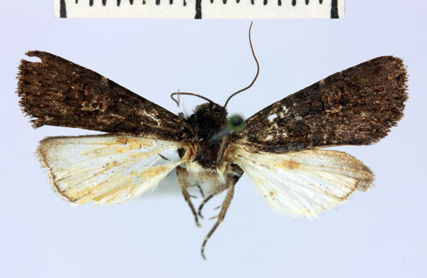 /filer/webapps/moths/media/images/M/maura_Brithysana_AF_MNHN.jpg