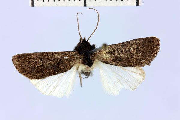 /filer/webapps/moths/media/images/M/maura_Brithysana_AM_MNHN.jpg