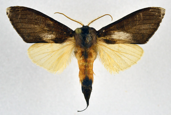 /filer/webapps/moths/media/images/M/maura_Tmetopteryx_AM_NHMO.jpg