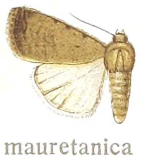 /filer/webapps/moths/media/images/M/mauretanica_Caradrina_ST_Draudt_21e.jpg