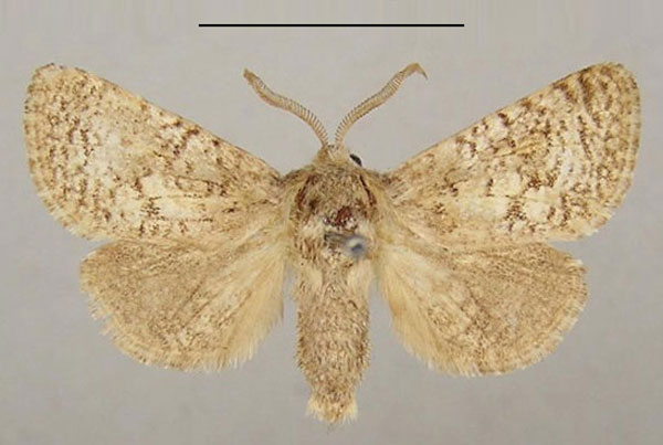 /filer/webapps/moths/media/images/M/mauretanicus_Brachygystia_A_Yakovlev.jpg