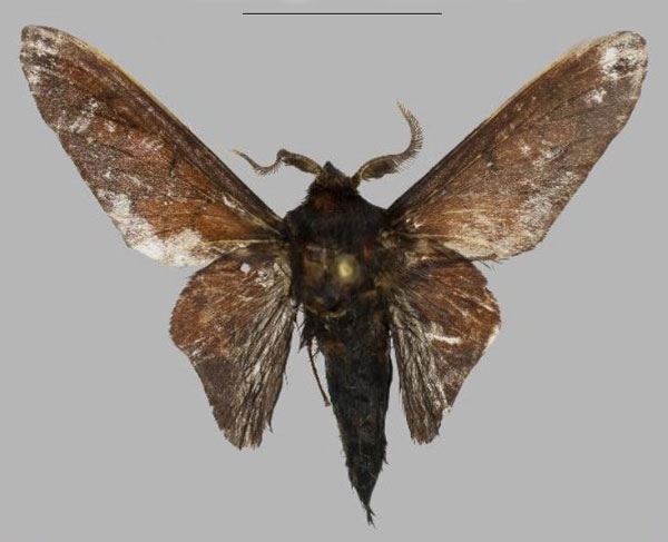 /filer/webapps/moths/media/images/M/maurice_Sonithometa_HT_Mueller.jpg