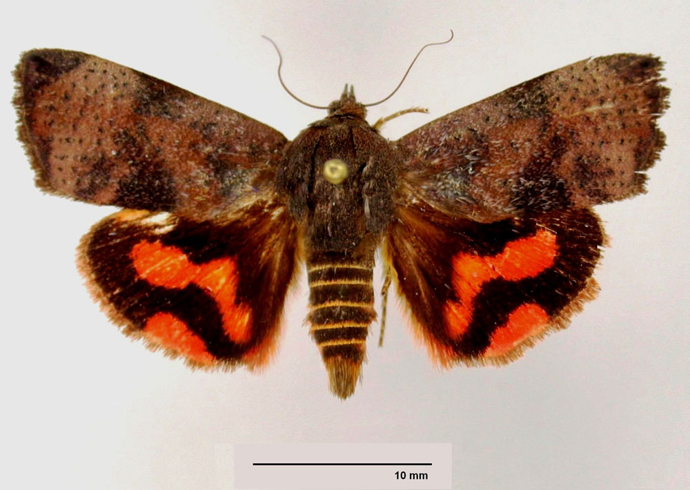 /filer/webapps/moths/media/images/M/mauricea_Hyblaea_HT_ZSMa.jpg