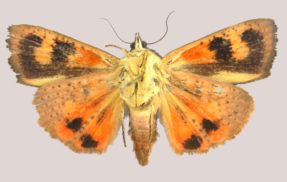 /filer/webapps/moths/media/images/M/mauricea_Hyblaea_HT_ZSMb.jpg