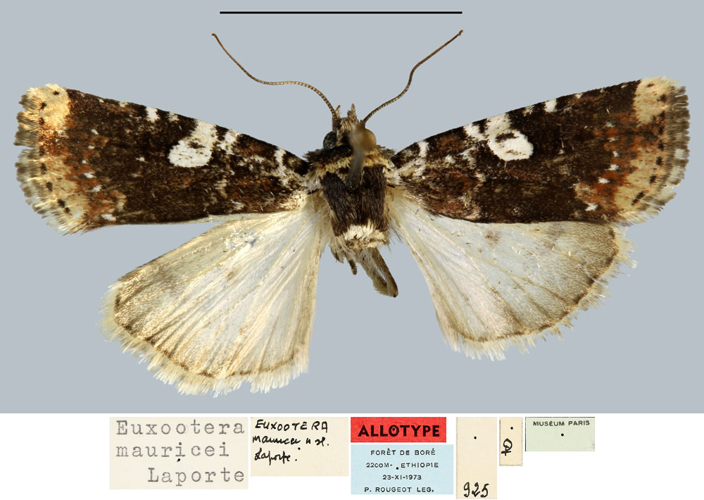/filer/webapps/moths/media/images/M/mauricei_Euxootera_AT_MNHN.jpg