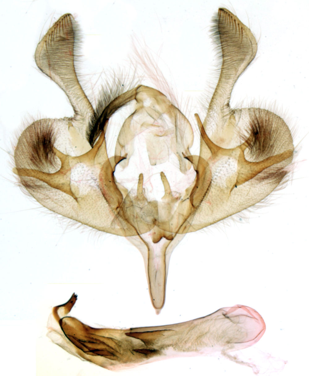 /filer/webapps/moths/media/images/M/mauricei_Euxootera_GMHT_MNHN_BL927.jpg