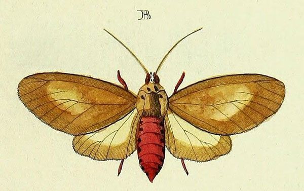 /filer/webapps/moths/media/images/M/mauritia_Amerila_Cramer4_345_B.jpg