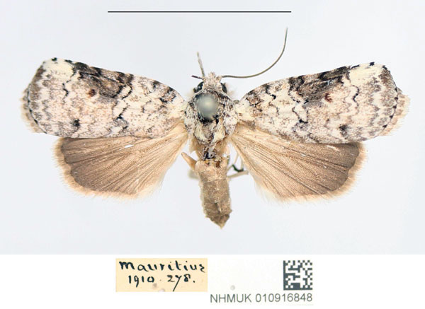 /filer/webapps/moths/media/images/M/mauritia_Nycteola_AF_NHMUK.jpg