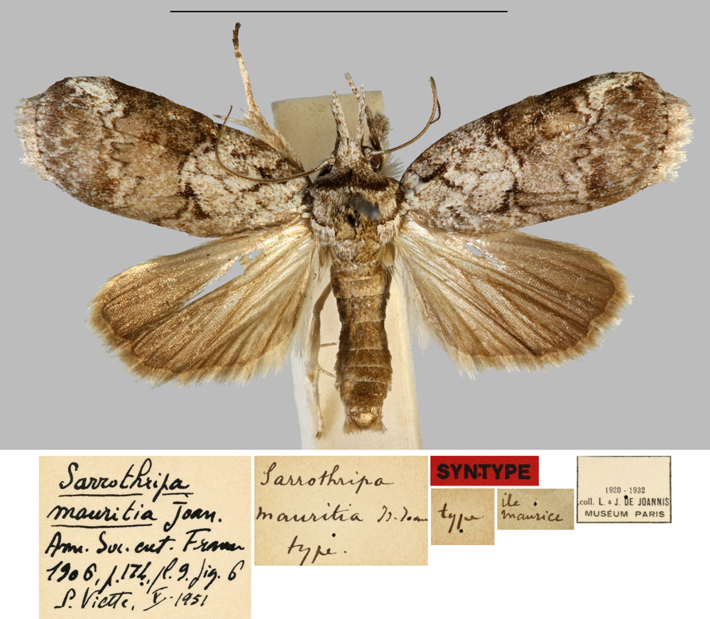 /filer/webapps/moths/media/images/M/mauritia_Sarrothripa_STM_MNHN.jpg