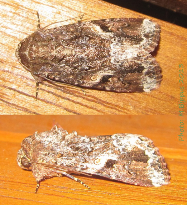 /filer/webapps/moths/media/images/M/mauritia_Spodoptera_A_Bippus.jpg