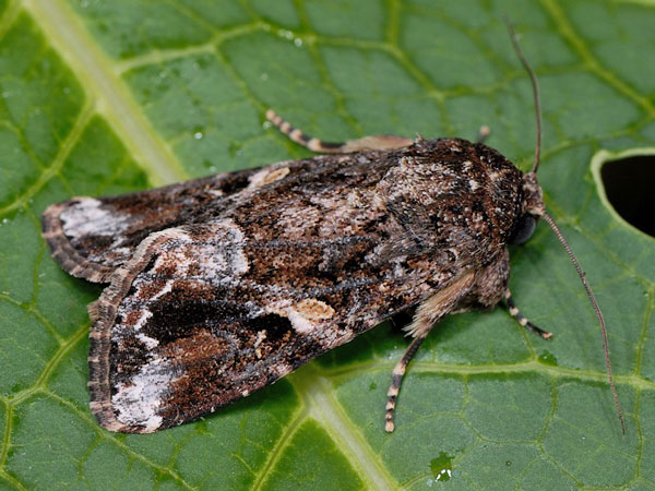 /filer/webapps/moths/media/images/M/mauritia_Spodoptera_A_Mazzei_01.jpg