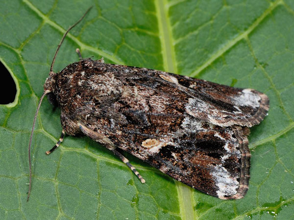 /filer/webapps/moths/media/images/M/mauritia_Spodoptera_A_Mazzei_02.jpg