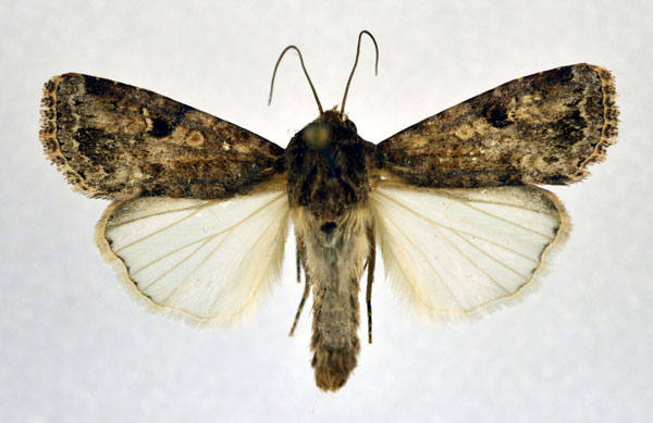 /filer/webapps/moths/media/images/M/mauritia_Spodoptera_A_NHMO.jpg