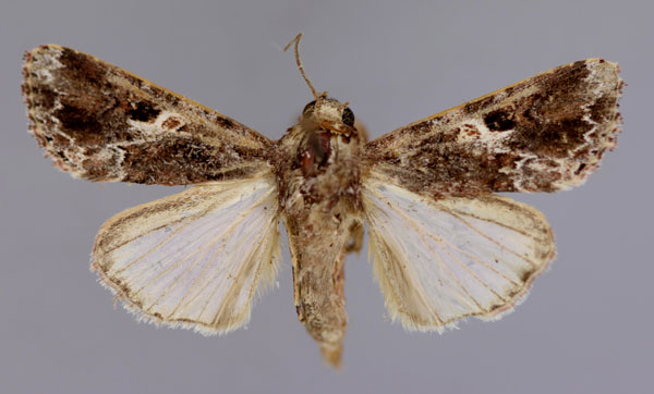 /filer/webapps/moths/media/images/M/mauritia_Spodoptera_A_RMCA_01.jpg