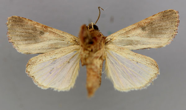 /filer/webapps/moths/media/images/M/mauritia_Spodoptera_A_RMCA_02.jpg