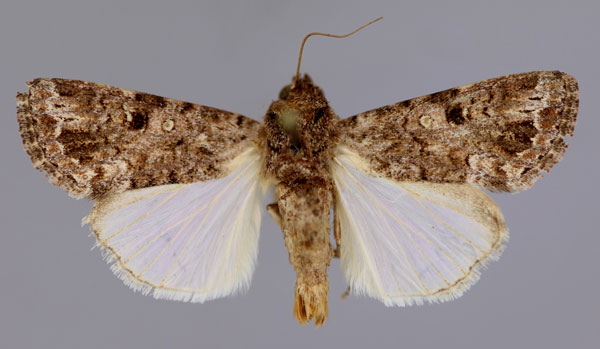 /filer/webapps/moths/media/images/M/mauritia_Spodoptera_A_RMCA_03.jpg