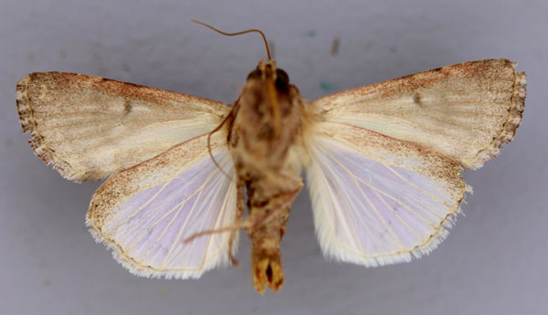 /filer/webapps/moths/media/images/M/mauritia_Spodoptera_A_RMCA_04.jpg