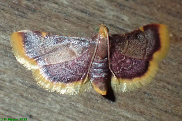 /filer/webapps/moths/media/images/M/mauritialis_Hypsopygia_AF_Bippus.jpg