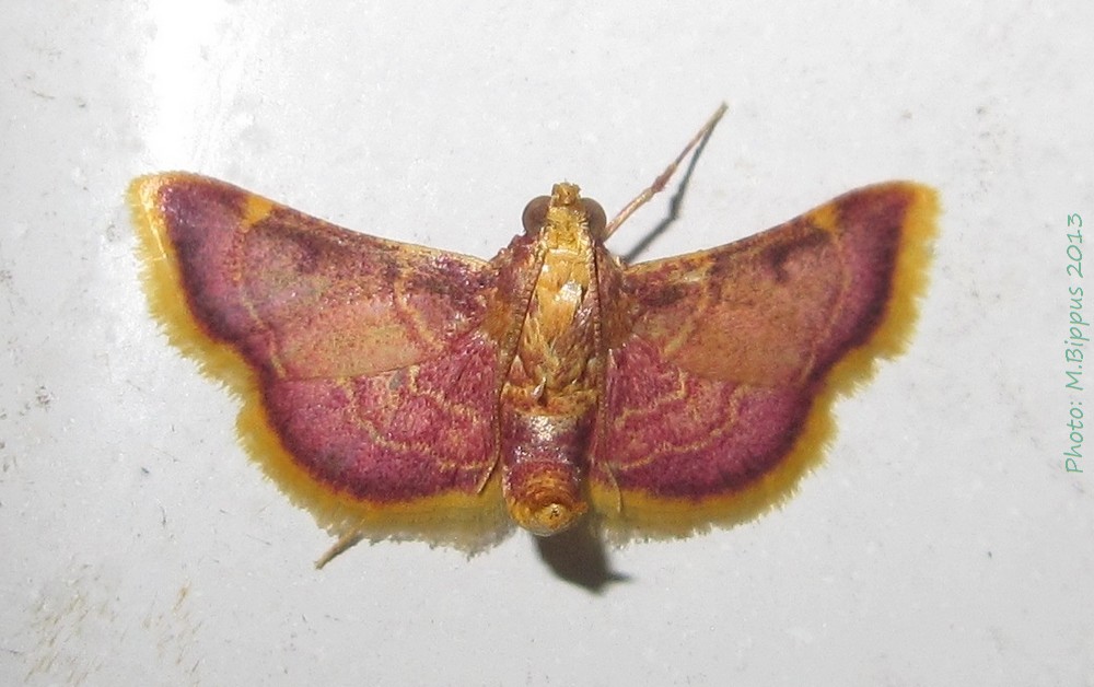 /filer/webapps/moths/media/images/M/mauritialis_Hypsopygia_A_Bippus_01.jpg