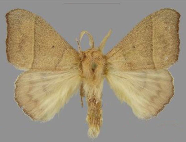 /filer/webapps/moths/media/images/M/max_Hapsimachogonia_HT_Mueller.jpg