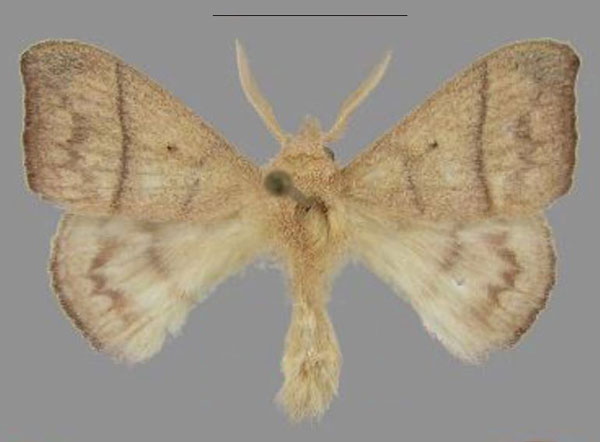 /filer/webapps/moths/media/images/M/max_Hapsimachogonia_PTM_Mueller.jpg