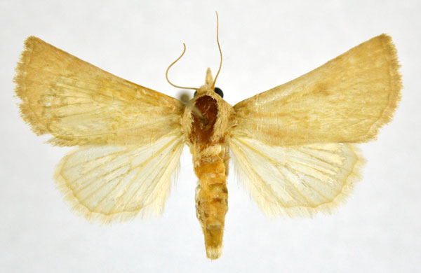 /filer/webapps/moths/media/images/M/maxima_Eublemma_A_NHMO_02.jpg