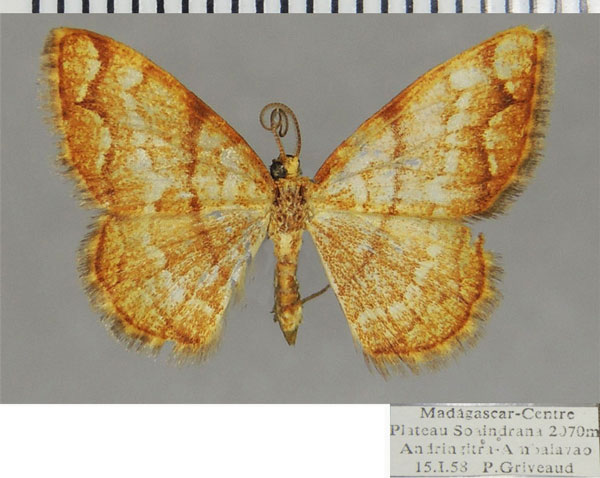 /filer/webapps/moths/media/images/M/maxima_Heterostegane_AM_ZSM.jpg