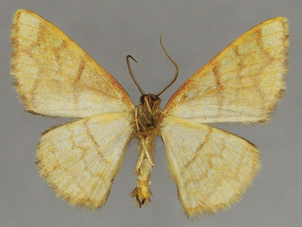 /filer/webapps/moths/media/images/M/maxima_Heterostegane_AM_ZSMb.jpg