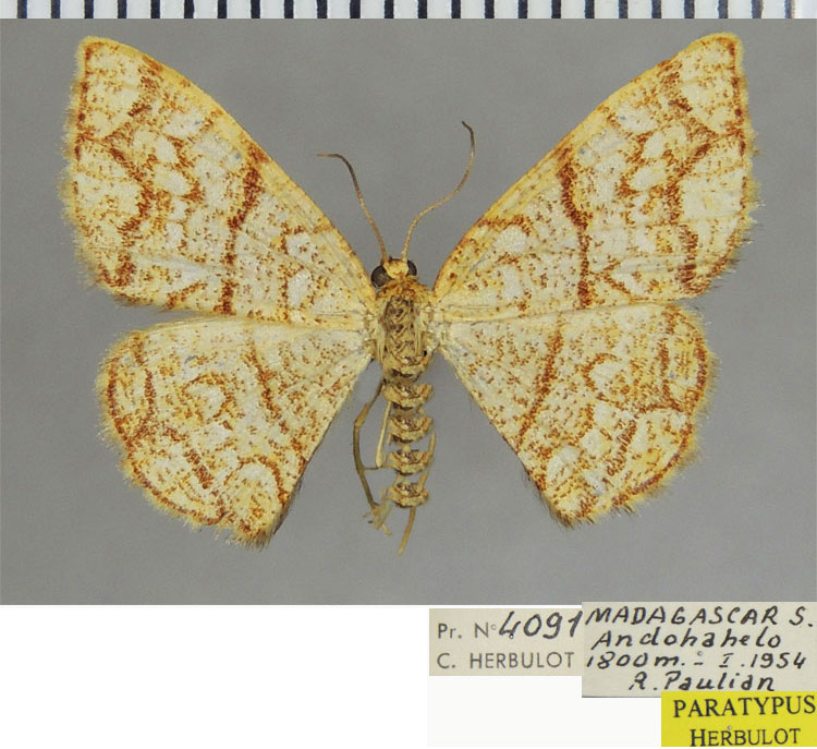 /filer/webapps/moths/media/images/M/maxima_Heterostegane_PTF_ZSM.jpg