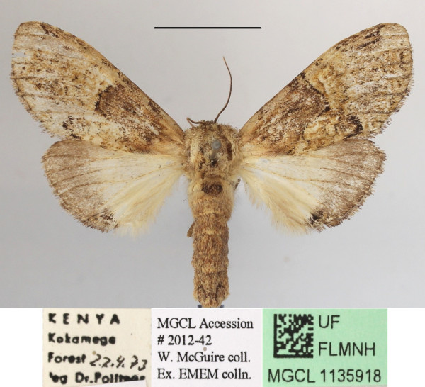 /filer/webapps/moths/media/images/M/maxima_Rosinella_AF_MGCLa_03.JPG