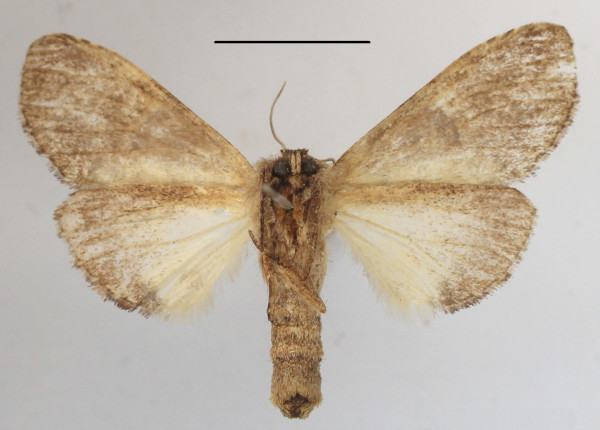 /filer/webapps/moths/media/images/M/maxima_Rosinella_AF_MGCLb_03.JPG