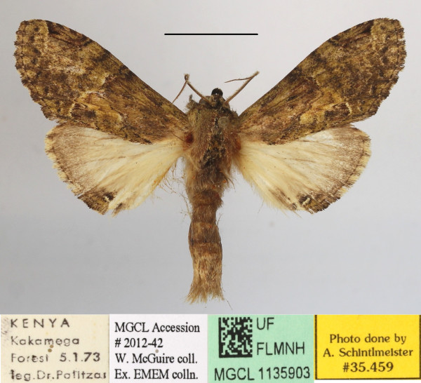 /filer/webapps/moths/media/images/M/maxima_Rosinella_AM_MGCLa_01.JPG