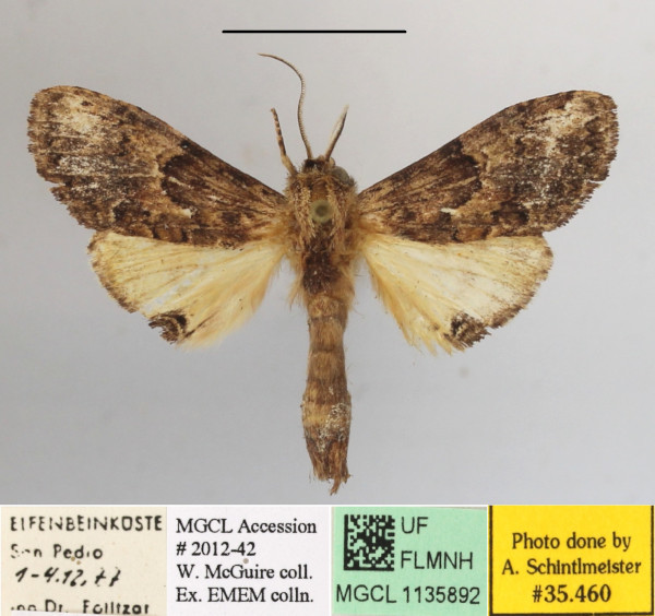 /filer/webapps/moths/media/images/M/maxima_Rosinella_AM_MGCLa_02.JPG