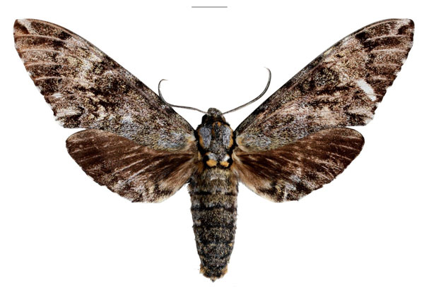 /filer/webapps/moths/media/images/M/maximus_Covelliana_HT_EMEMa.jpg
