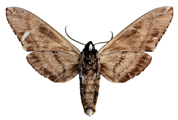 /filer/webapps/moths/media/images/M/maximus_Covelliana_HT_EMEMb.jpg