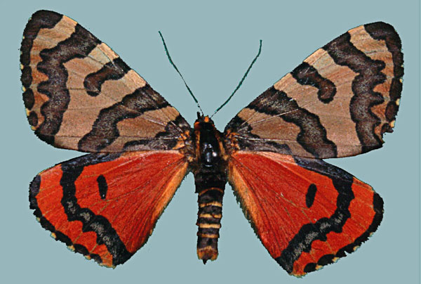 /filer/webapps/moths/media/images/M/mayeri_Callioratis_AF_Staude.jpg