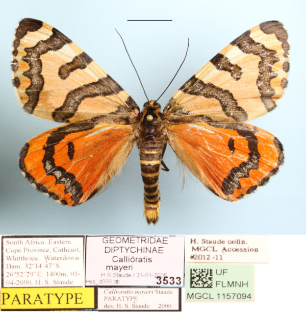 /filer/webapps/moths/media/images/M/mayeri_Callioratis_A_MGCLa_01.JPG