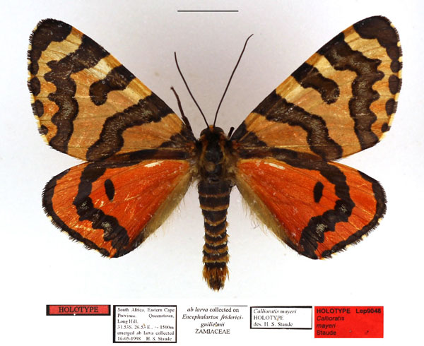 /filer/webapps/moths/media/images/M/mayeri_Callioratis_HT_TMSA.jpg