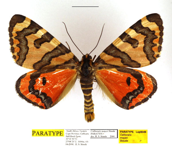 /filer/webapps/moths/media/images/M/mayeri_Callioratis_PTM_TMSA_01.jpg