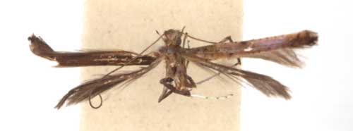 /filer/webapps/moths/media/images/M/maynei_Caloptilia_HT_RMCA6127.jpg