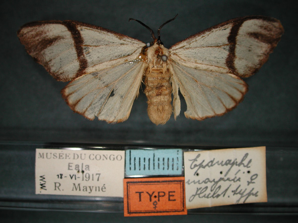 /filer/webapps/moths/media/images/M/maynei_Epanaphe_AT_RMCA_01.jpg