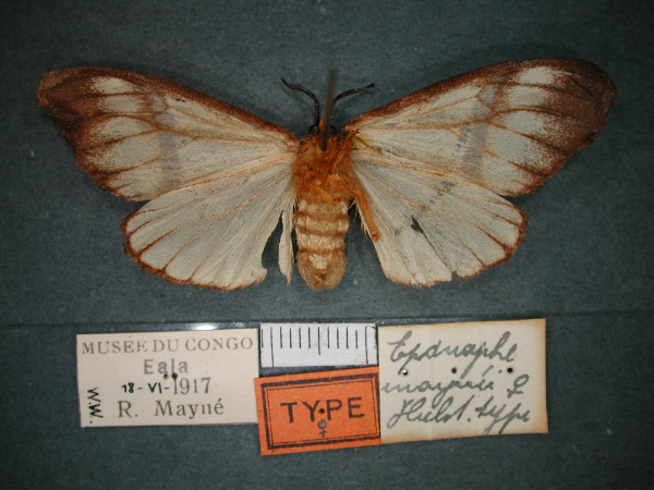 /filer/webapps/moths/media/images/M/maynei_Epanaphe_AT_RMCA_02.jpg