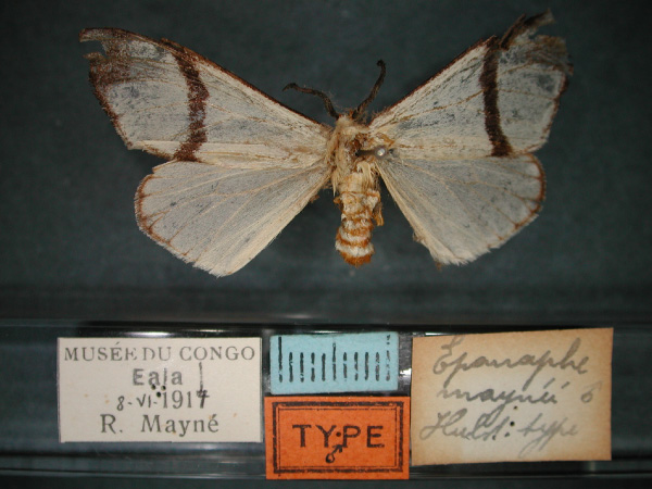 /filer/webapps/moths/media/images/M/maynei_Epanaphe_HT_RMCA_01.jpg