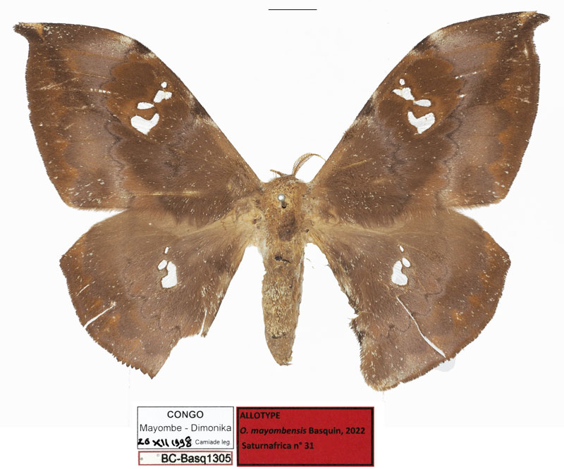 /filer/webapps/moths/media/images/M/mayombensis_Orthogonioptilum_AT_Basquin.jpg