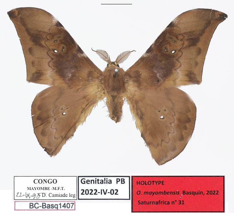 /filer/webapps/moths/media/images/M/mayombensis_Orthogonioptilum_HT_Basquin.jpg