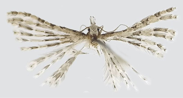 /filer/webapps/moths/media/images/M/mayri_Alucita_HT_ZIN.jpg