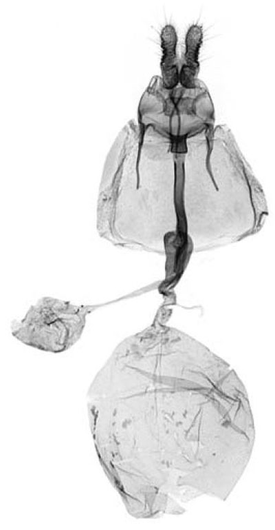 /filer/webapps/moths/media/images/M/mayumbea_Xeneboda_GFHT_RMCA.jpg